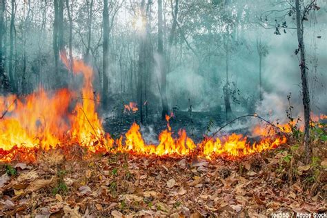 蛇山火事|自然に有益だったはずの山火事は、こうして「地球の。